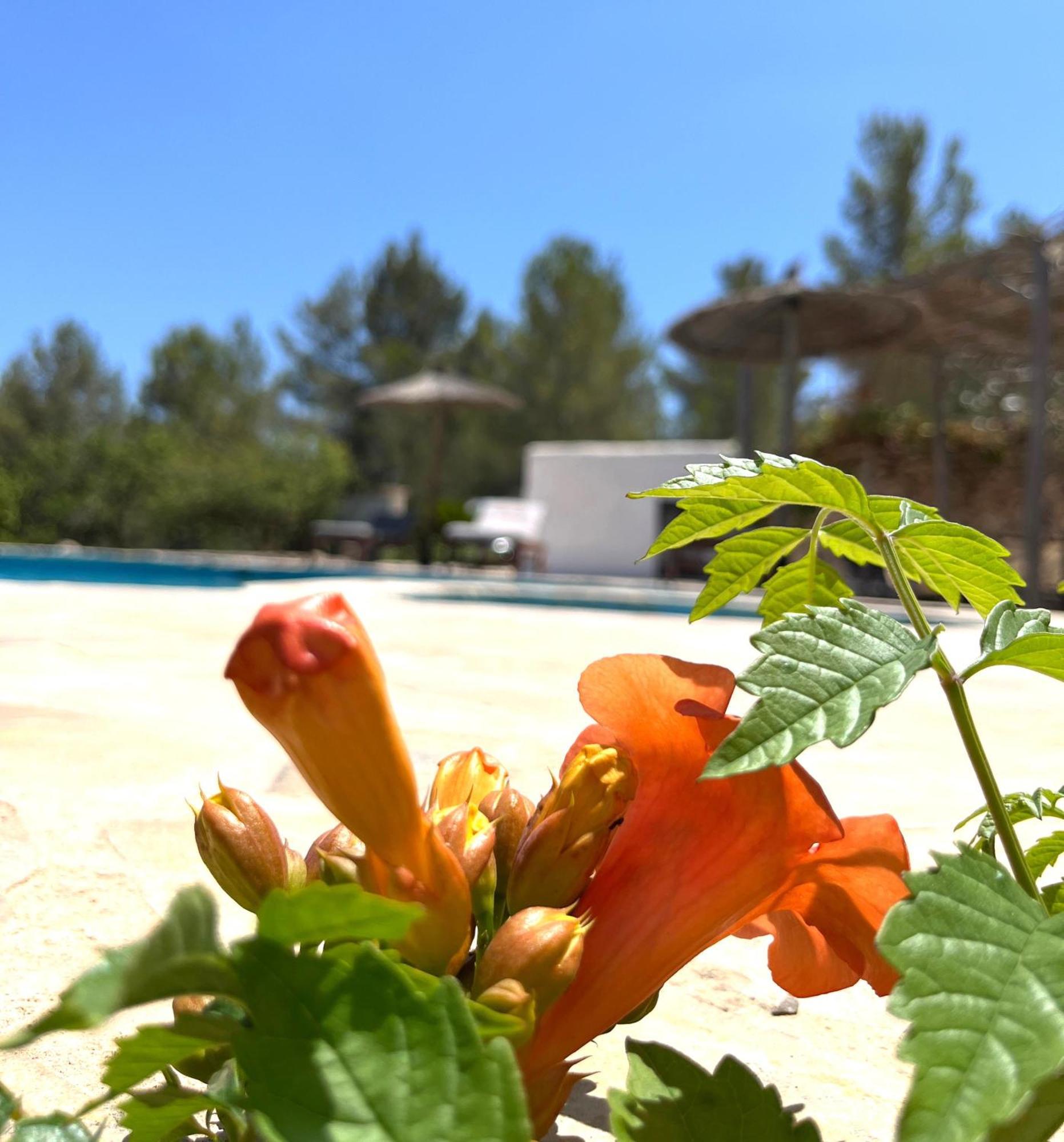 Villa Can Mestreso Suite Ibiza Sant Joan De Labritja Exteriör bild