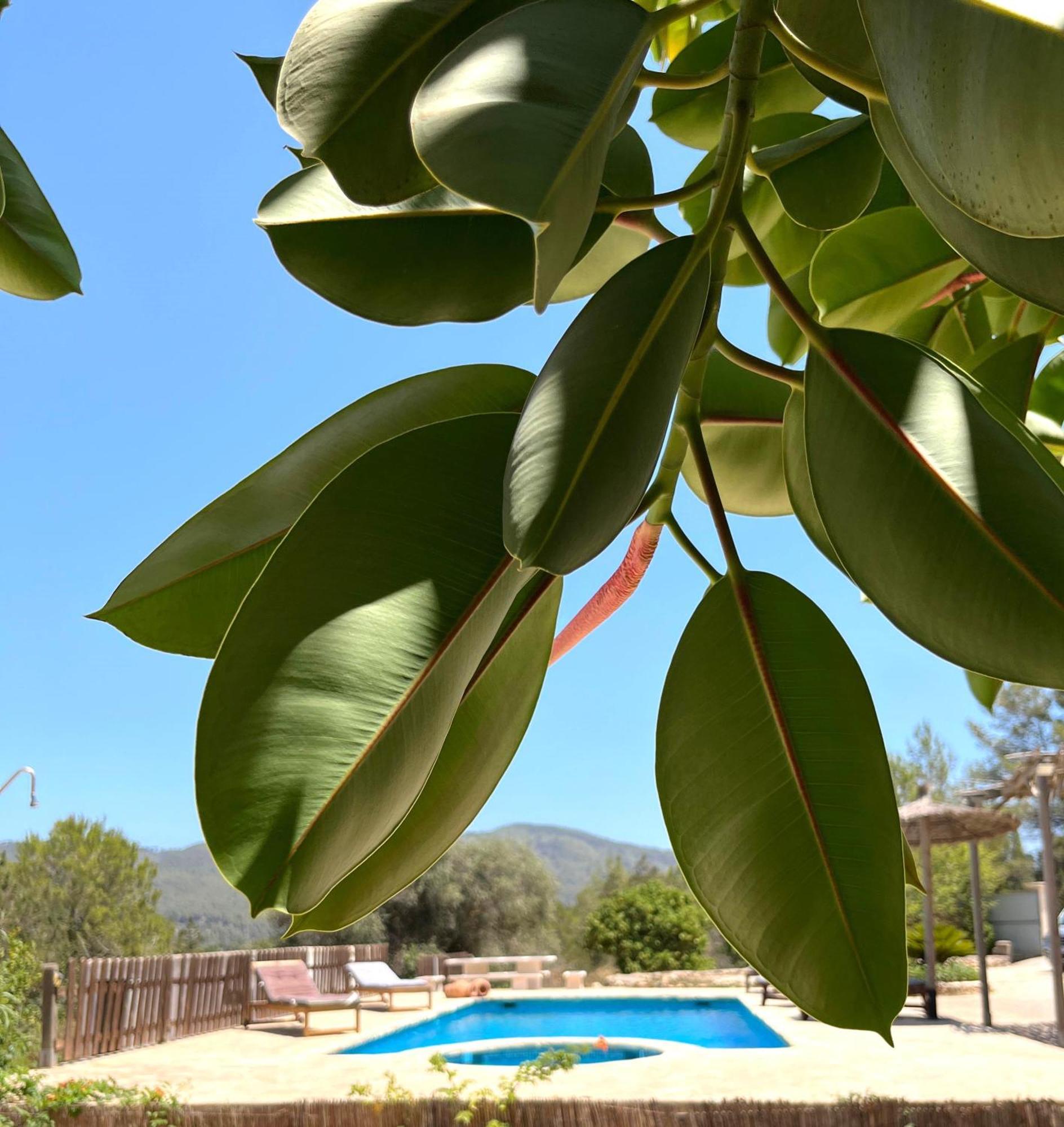 Villa Can Mestreso Suite Ibiza Sant Joan De Labritja Exteriör bild